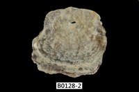 藏品(馬鞍雲母蛤)的圖片